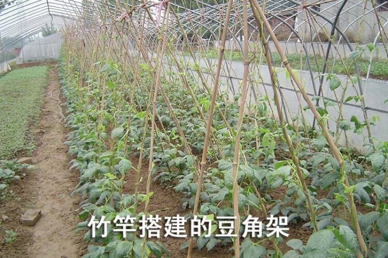 菜架竹南竹麻竹大批量供应优质各种大小竹子