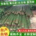 菜架竹南竹麻竹大批量供应优质各种大小竹子