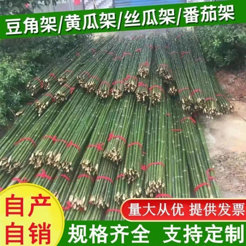 菜架竹南竹麻竹大批量供应优质各种大小竹子