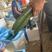 山东密刺黄瓜顶花带刺货源充足全国发货保质保量