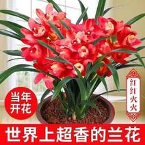 【大花苞兰花苗】驱蚊浓香型兰花盆栽室内绿植除甲醛花卉四季