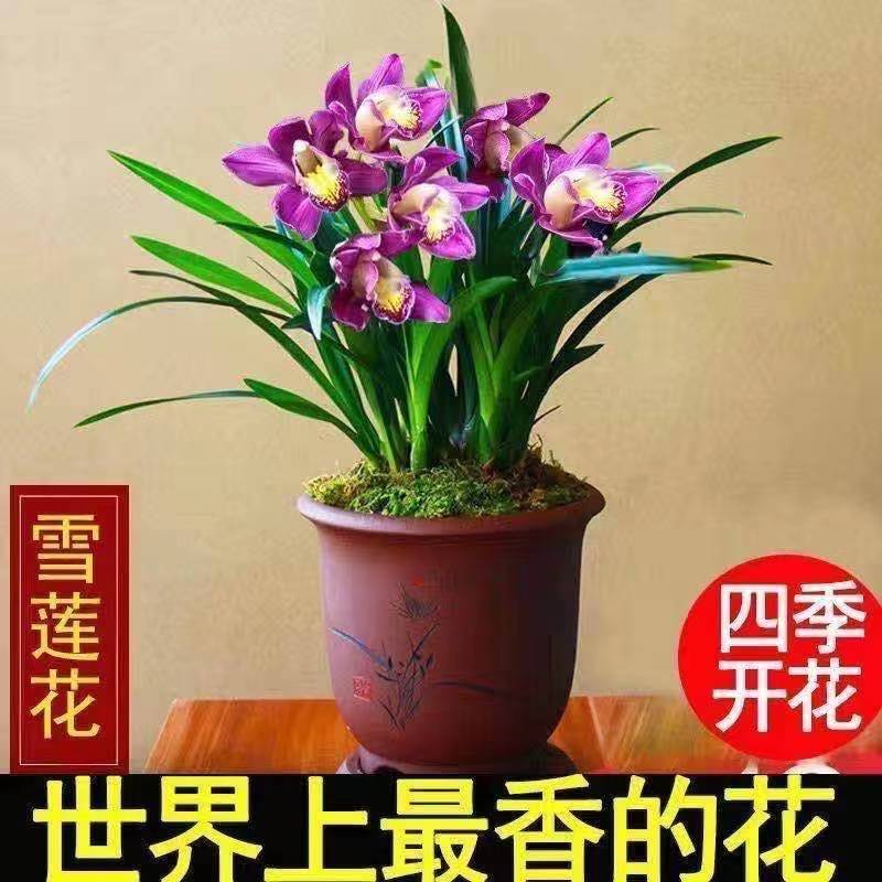 【大花苞兰花苗】驱蚊浓香型兰花盆栽室内绿植除甲醛花卉四季