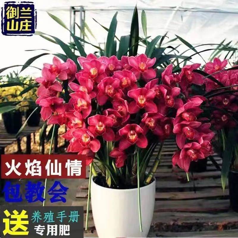 【大花苞兰花苗】驱蚊浓香型兰花盆栽室内绿植除甲醛花卉四季