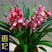 【大花苞兰花苗】驱蚊浓香型兰花盆栽室内绿植除甲醛花卉四季