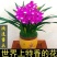 【大花苞兰花苗】驱蚊浓香型兰花盆栽室内绿植除甲醛花卉四季