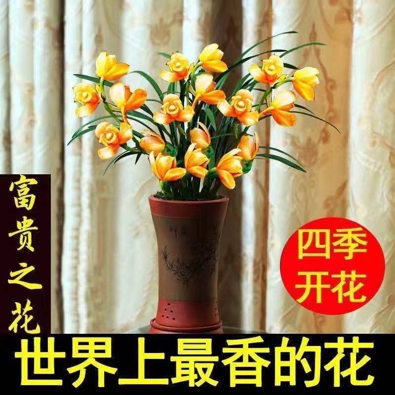 【大花苞兰花苗】驱蚊浓香型兰花盆栽室内绿植除甲醛花卉四季
