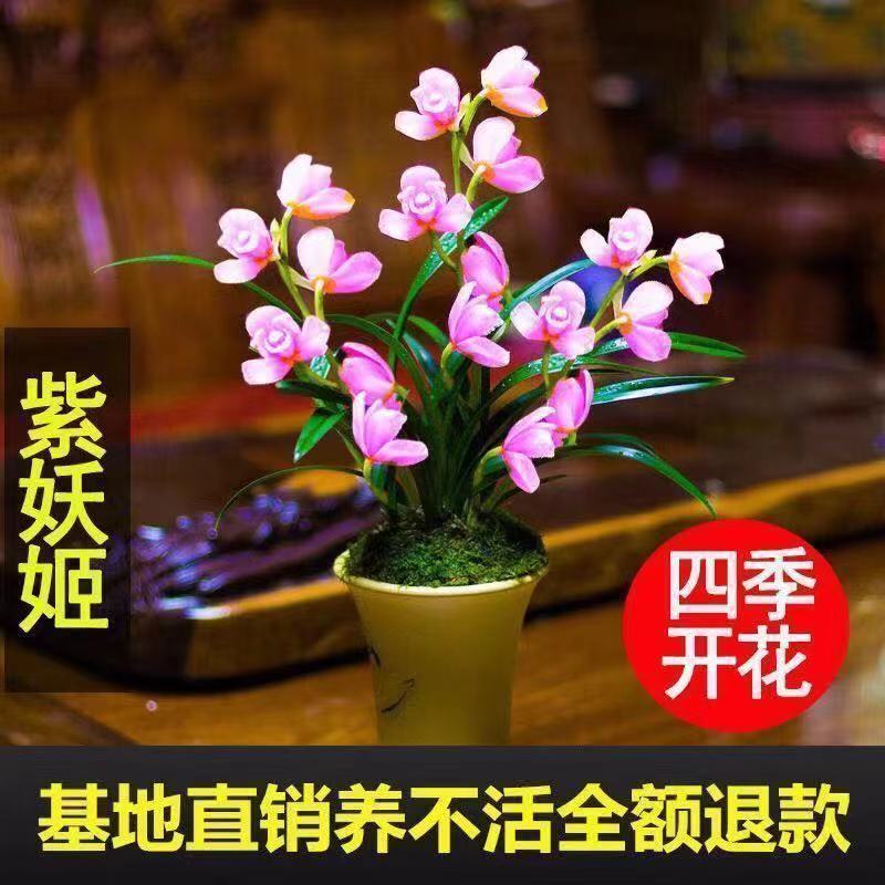 【大花苞兰花苗】驱蚊浓香型兰花盆栽室内绿植除甲醛花卉四季