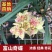【大花苞兰花苗】驱蚊浓香型兰花盆栽室内绿植除甲醛花卉四季