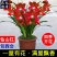 【大花苞兰花苗】驱蚊浓香型兰花盆栽室内绿植除甲醛花卉四季