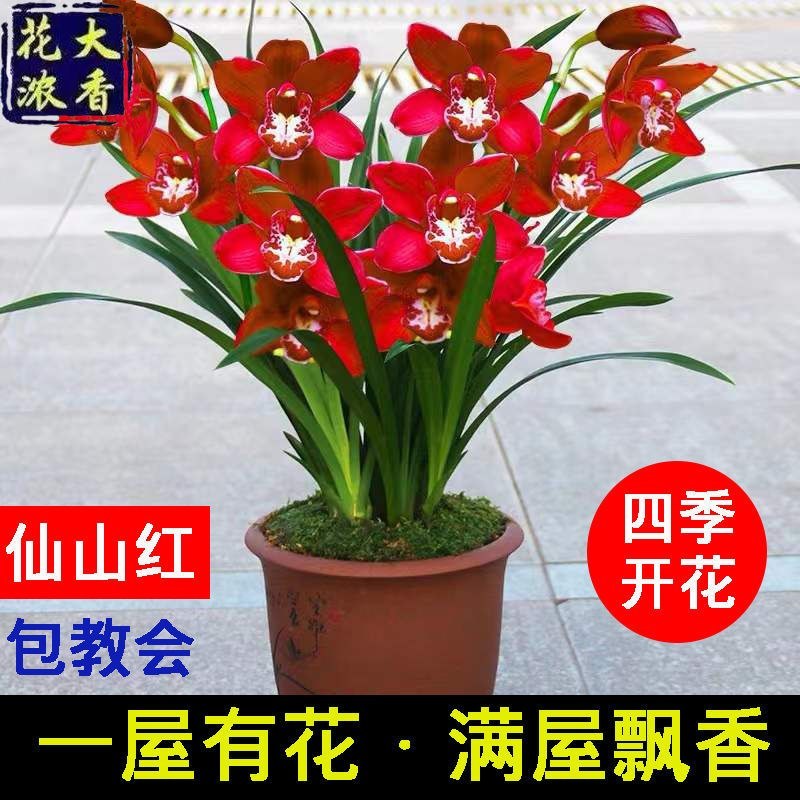 【大花苞兰花苗】驱蚊浓香型兰花盆栽室内绿植除甲醛花卉四季