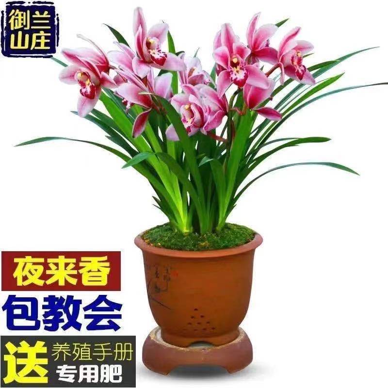 【大花苞兰花苗】驱蚊浓香型兰花盆栽室内绿植除甲醛花卉四季