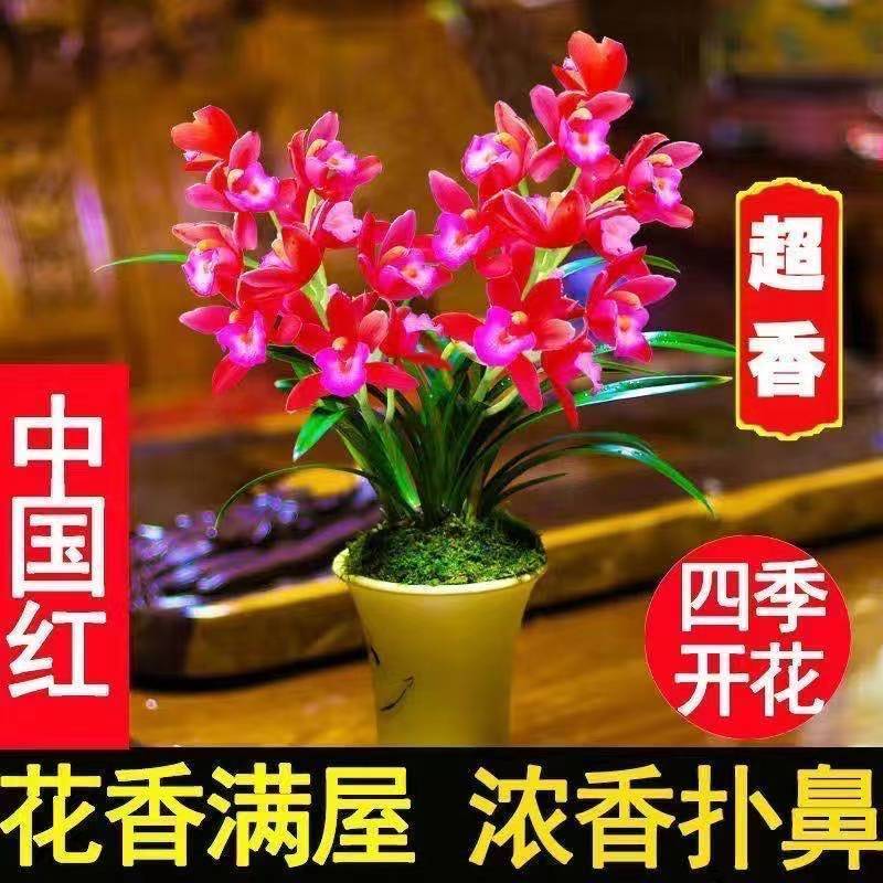 【大花苞兰花苗】驱蚊浓香型兰花盆栽室内绿植除甲醛花卉四季