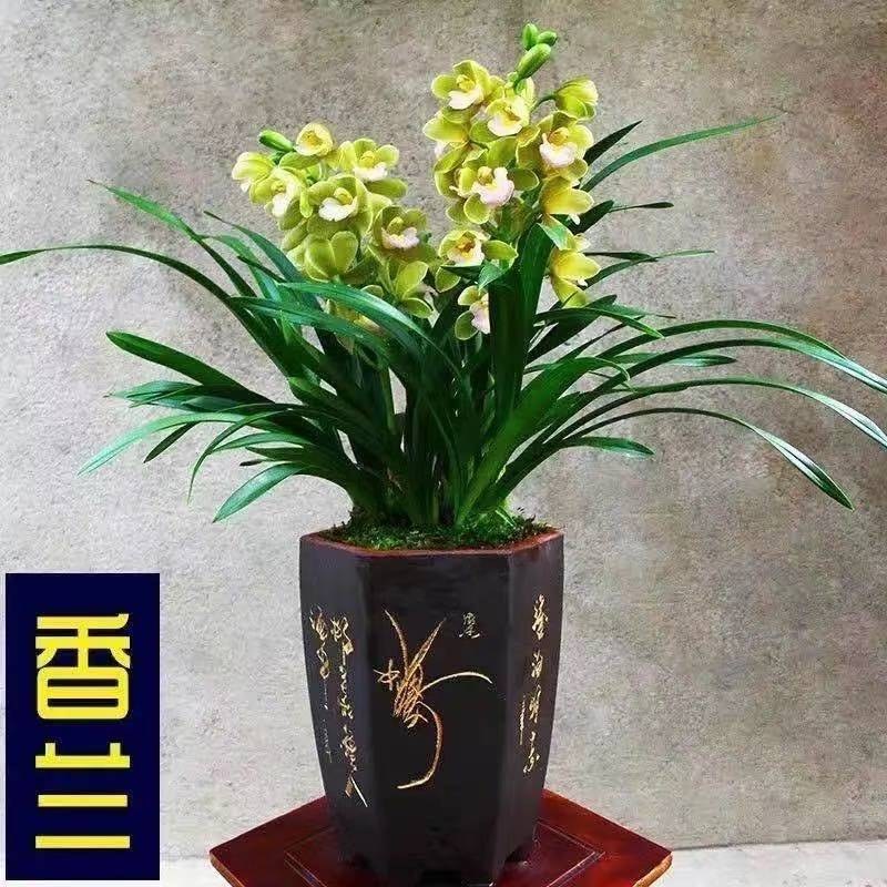 【大花苞兰花苗】驱蚊浓香型兰花盆栽室内绿植除甲醛花卉四季