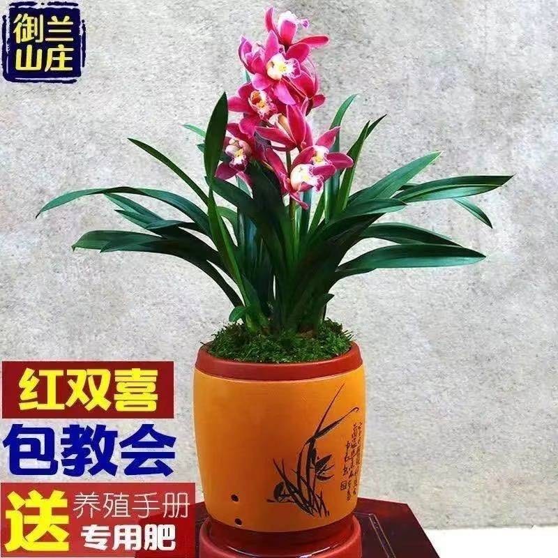 【大花苞兰花苗】驱蚊浓香型兰花盆栽室内绿植除甲醛花卉四季