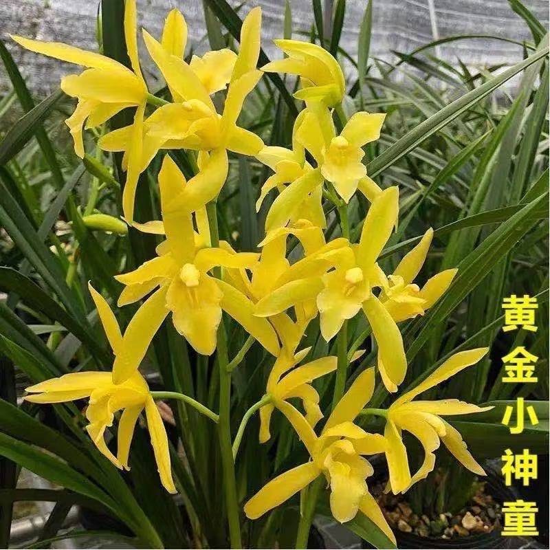 【大花苞兰花苗】驱蚊浓香型兰花盆栽室内绿植除甲醛花卉四季