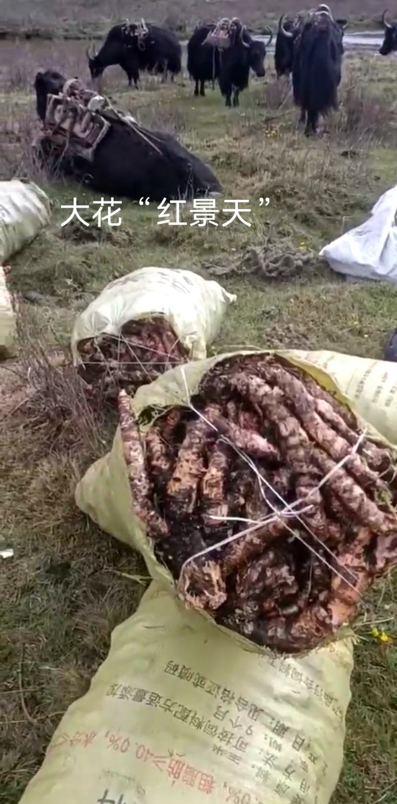 川西高原原生态…红雪茶
