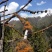 川西高原原生态…红雪茶