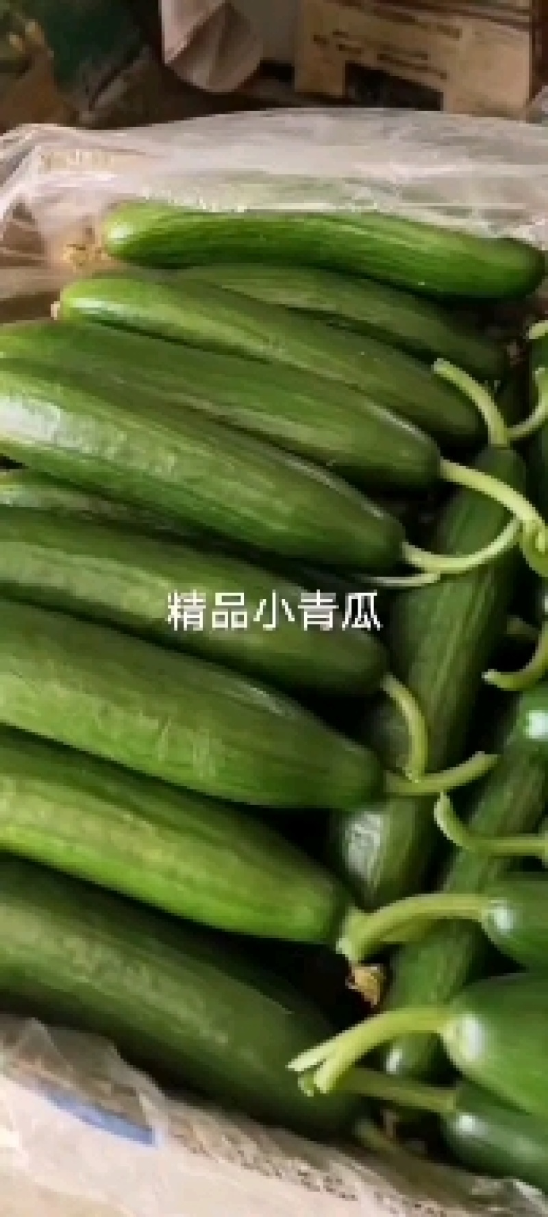 （精品小黄瓜现摘现发）