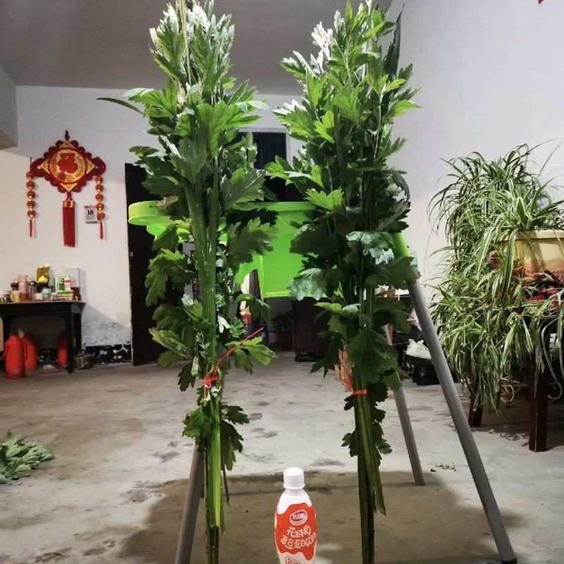 端午艾草新鲜上市