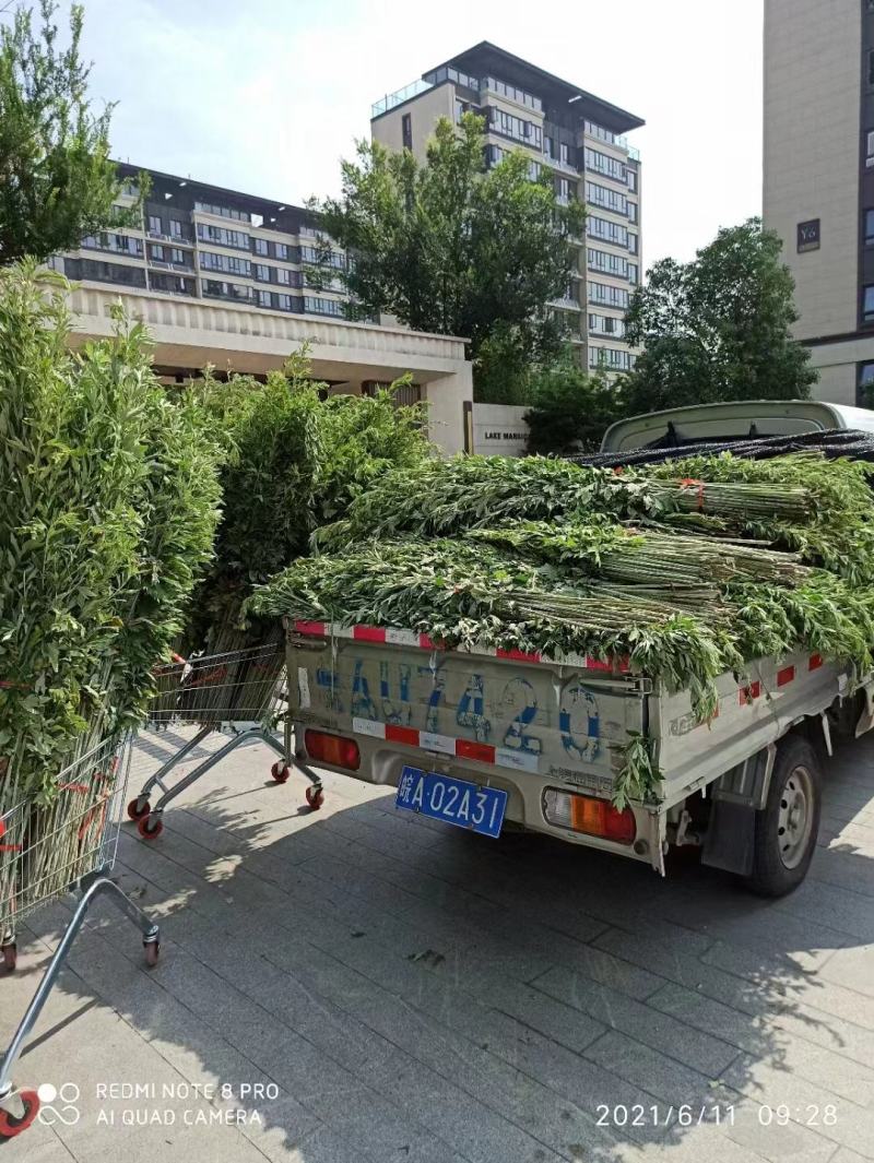端午艾草新鲜上市