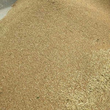 软筋小麦荃麦725