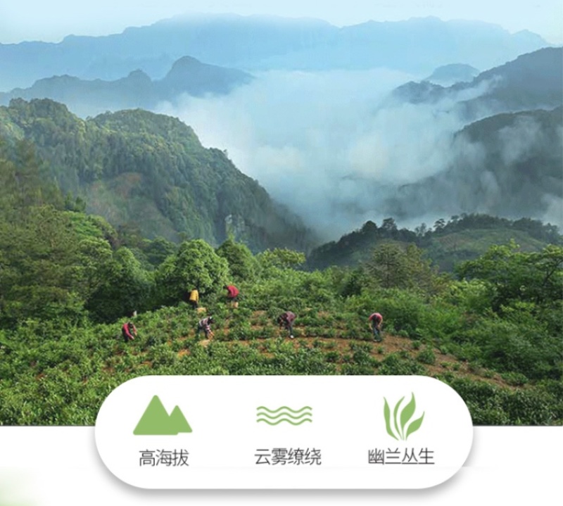 【火热】炒青绿茶优质绿茶毛峰口粮茶厂家直供批发