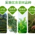 【火热】炒青绿茶优质绿茶毛峰口粮茶厂家直供批发