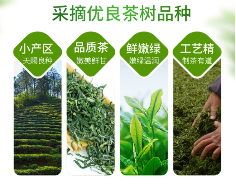 【火热】炒青绿茶优质绿茶毛峰口粮茶厂家直供批发