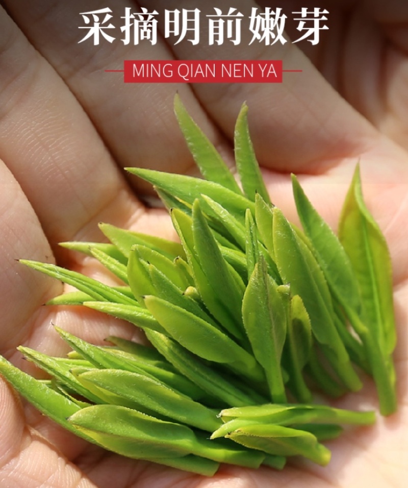 【火热】炒青绿茶优质绿茶毛峰口粮茶厂家直供批发