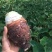 广西特产荔浦芋头正宗荔浦芋头现挖现发软糯香甜特价包邮