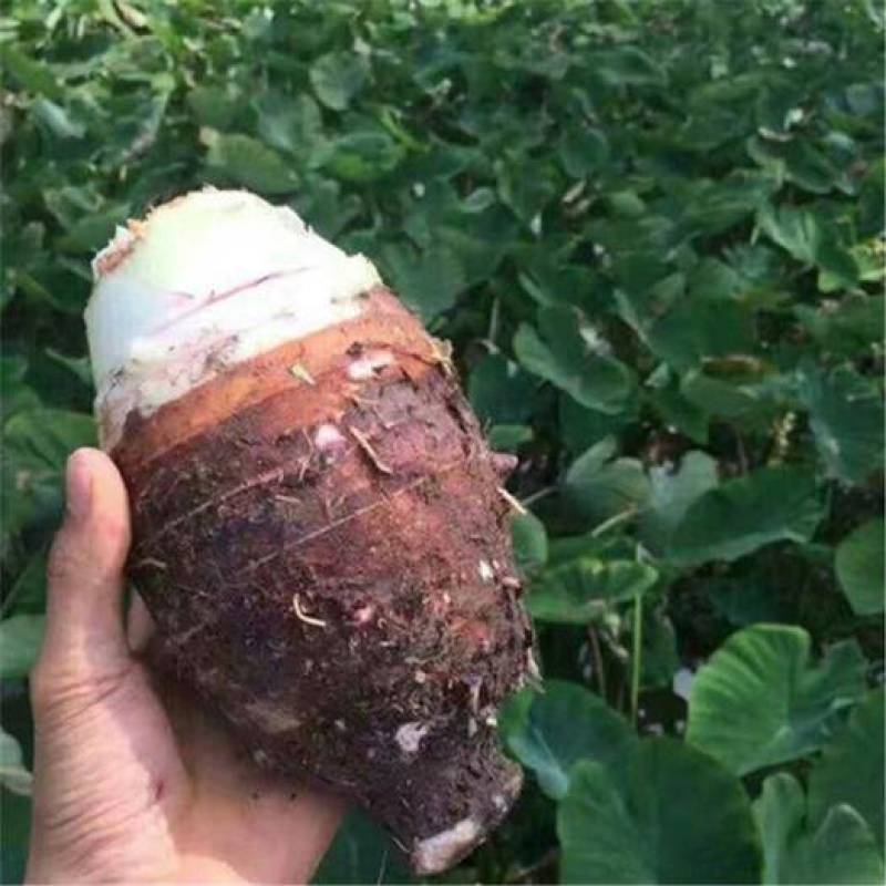 广西特产荔浦芋头正宗荔浦芋头现挖现发软糯香甜特价包邮