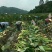 广西特产荔浦芋头正宗荔浦芋头现挖现发软糯香甜特价包邮