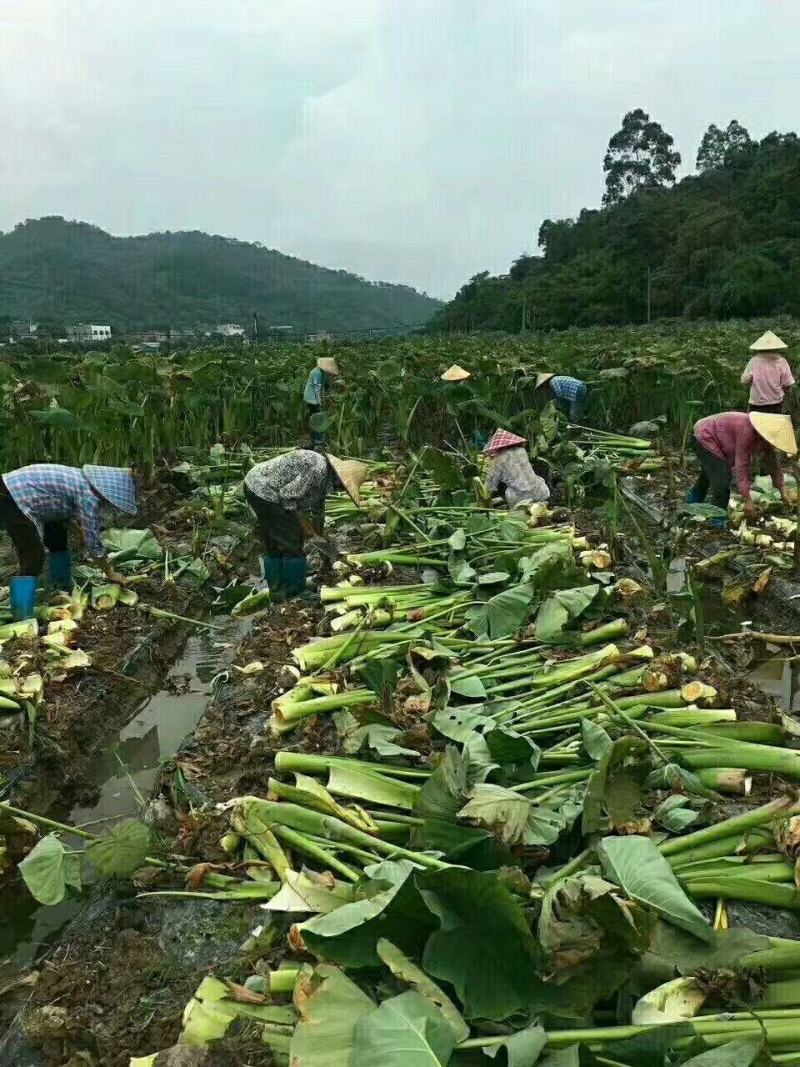 广西特产荔浦芋头正宗荔浦芋头现挖现发软糯香甜特价包邮