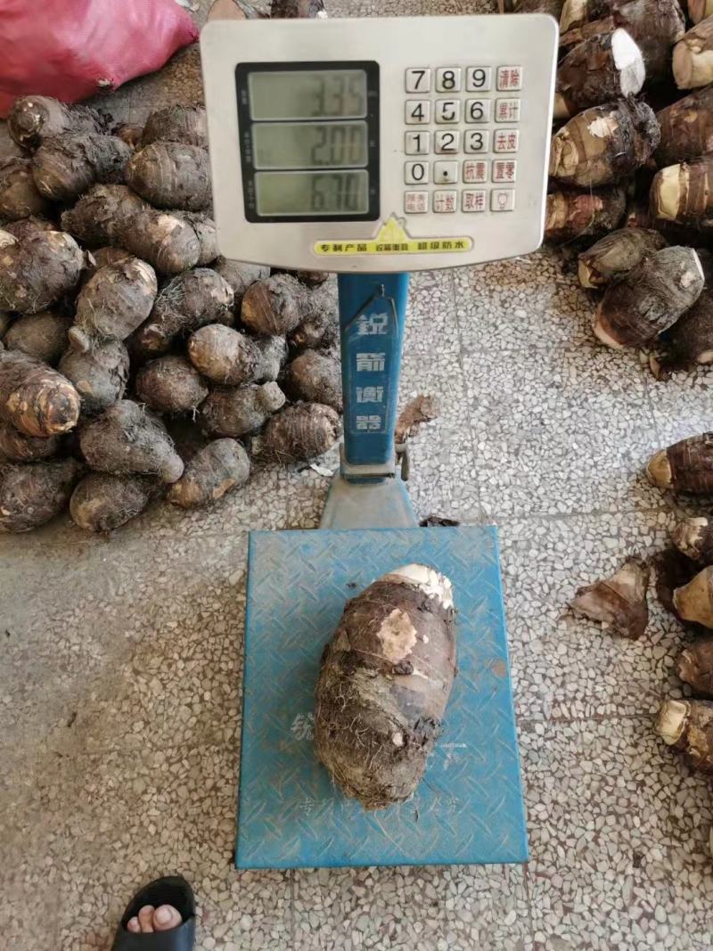 广西特产荔浦芋头正宗荔浦芋头现挖现发软糯香甜特价包邮