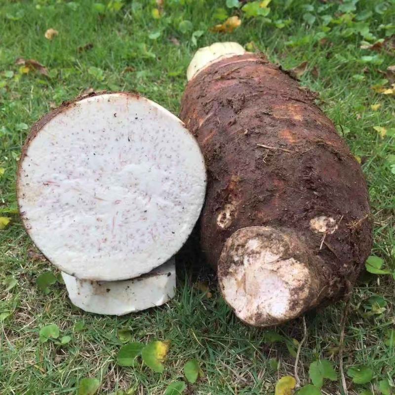 广西特产荔浦芋头正宗荔浦芋头现挖现发软糯香甜特价包邮