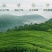 2022手工茶新茶明前蒙顶甘露厂家供货