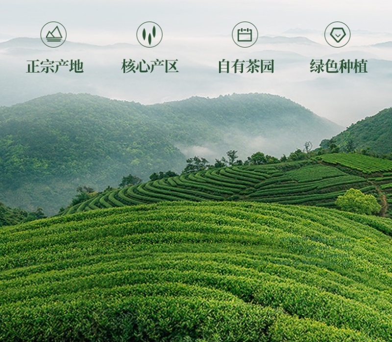 2022手工茶新茶明前蒙顶甘露厂家供货