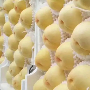白桃白凤新沂水蜜桃精品水蜜桃白桃代办代办