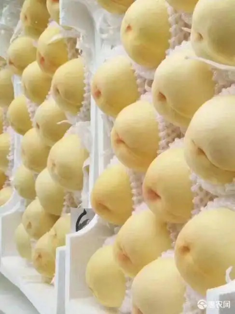 白桃白凤新沂水蜜桃精品水蜜桃白桃代办代办
