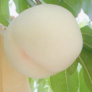 白桃白凤新沂水蜜桃专业代办新沂桃代办
