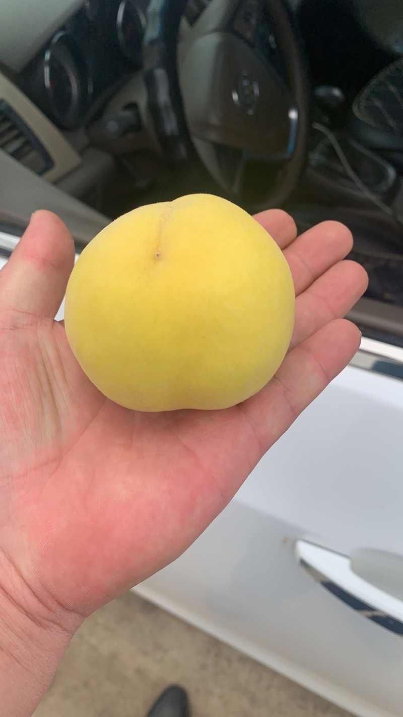 白桃白凤新沂水蜜桃专业代办新沂桃代办