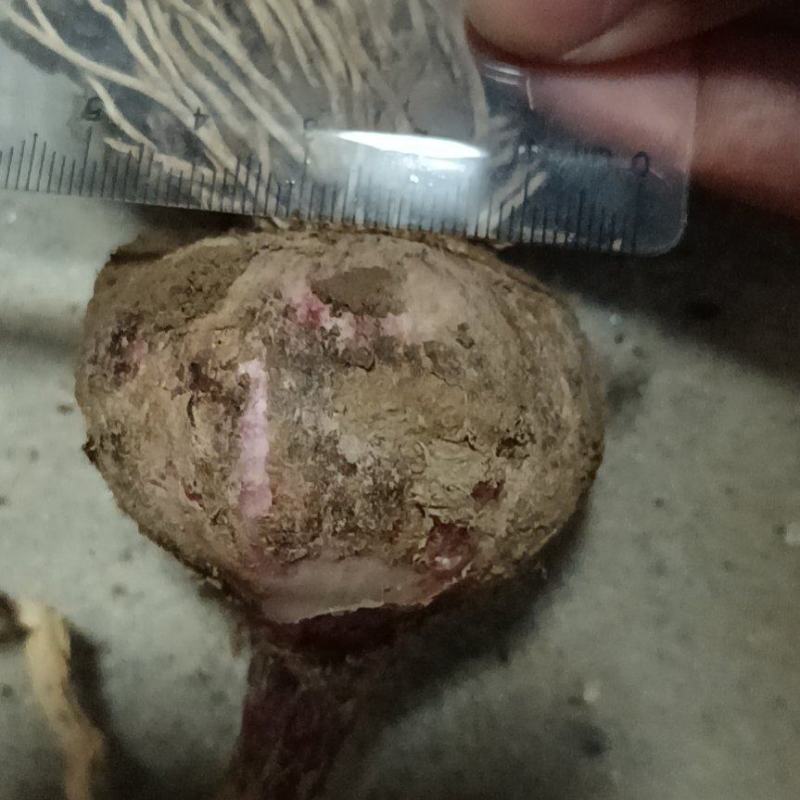 固安紫皮大蒜