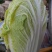 黄心大白菜