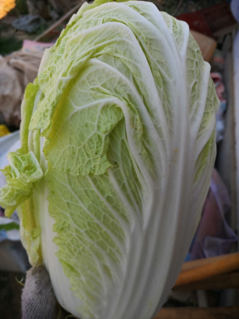 黄心大白菜