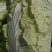 黄心大白菜
