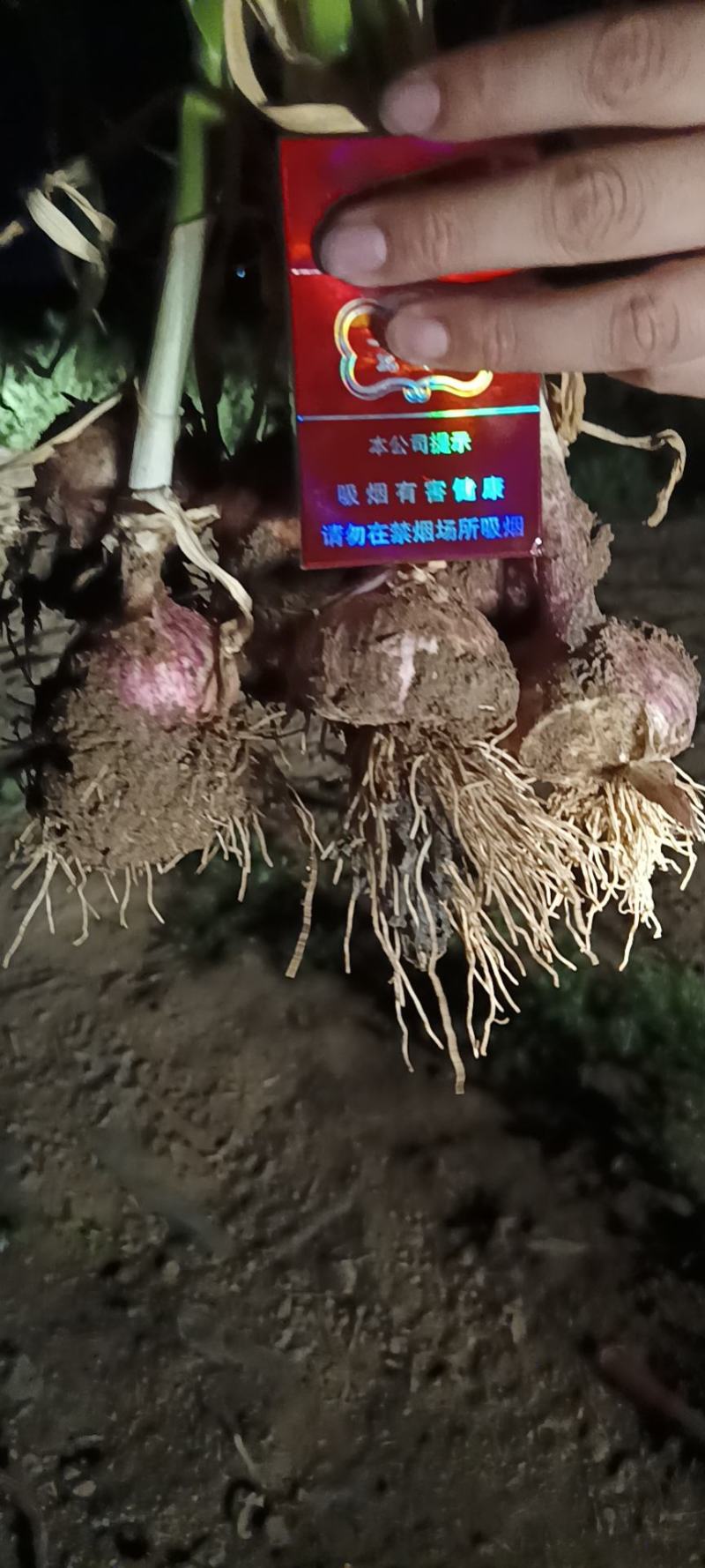 固安紫皮大蒜