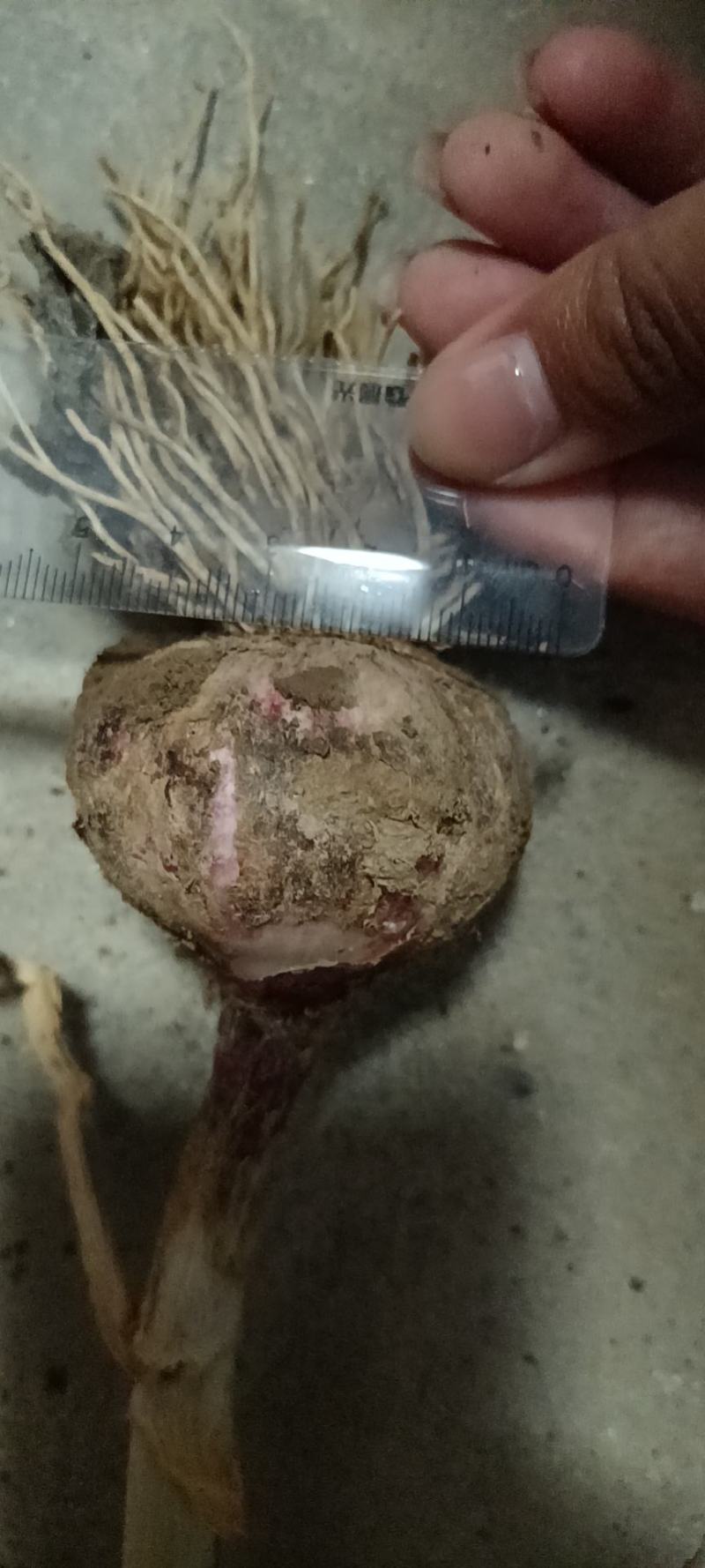 固安紫皮大蒜