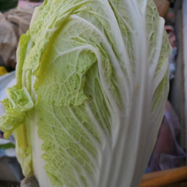 黄心大白菜