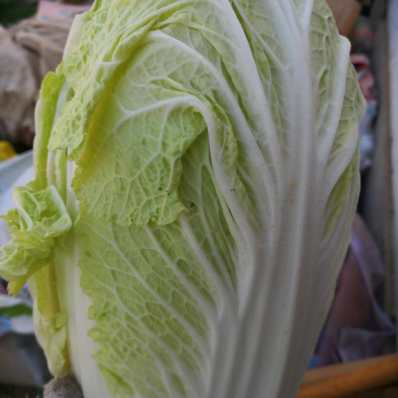 黄心大白菜