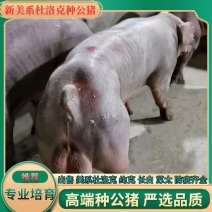 新美系杜洛克公猪，双脊椎大屁股视频选货货到付款